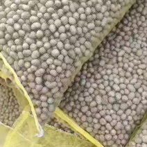 饲料山药豆