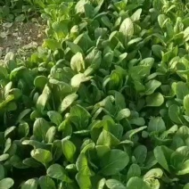 广东菜心