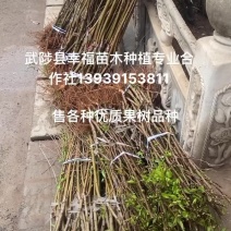 桃树苗