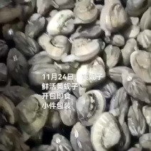 黄蚬子