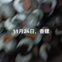 香螺