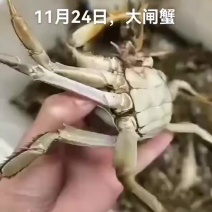 大闸蟹