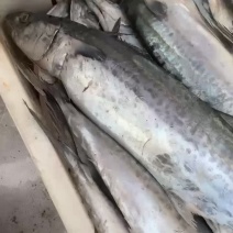 江苏新鲜马鲛鱼，鲅鱼批发