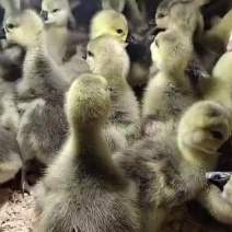 狮头鹅苗