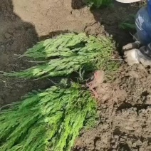 河北定州-龙柏树30-2米高龙柏绿篱苗大量供应