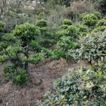【山峡蚊母基地】优质供货电商，文母根系发达，枝叶茂盛