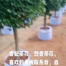 香妃茶花福建省龙岩市漳平永福镇基地直发喜欢的老板联系