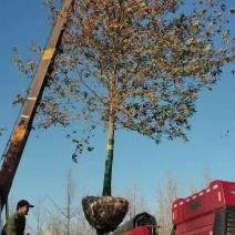 娜塔栎，沼生栎，美国红山橡，娜塔栎沼生栎