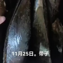 带子