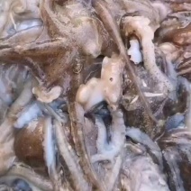 八爪鱼