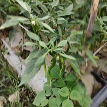 广东大青椒基地蔬菜质量批发全国批发商，电商平台欢迎考察