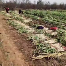 哑柏粮站斜对面大量批发零售铁杆大葱