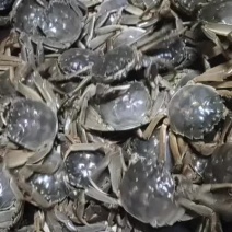 大闸蟹批发
