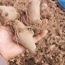 一年生鲜白术芽子