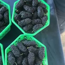 桑葚果