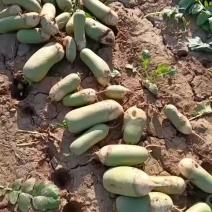 白萝卜每斤0.75