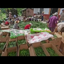 重庆辣椒基地和辣椒苗批发，质量可靠，品质有保障