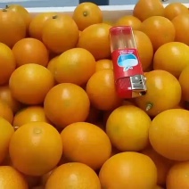 广西阳朔金桔(柑桔)之乡恒彩合作社