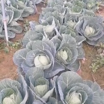 莲花白基地直发，价格美丽，可视频看货，欢迎来电