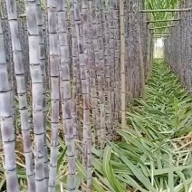 广东韶关甘蔗火热上市中