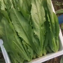 【精品油麦菜大量上市可供商超平台，来电有优惠