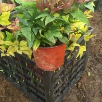 火焰南天竹批发基地南天竹种植各种规格