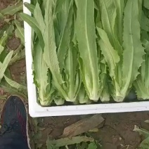 精品油麦菜