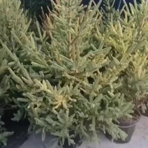 圣诞树