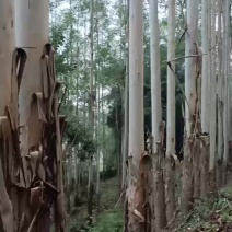 桉树收购，贺州信都附近