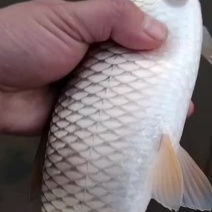 3到6两的草鱼苗