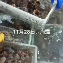 海螺
