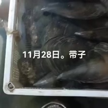 带子