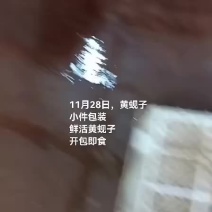 黄蚬子