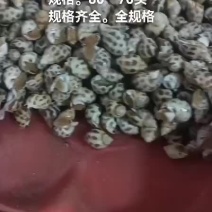 花螺