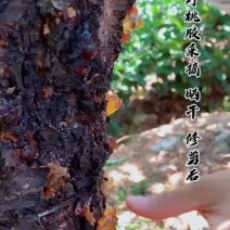云南桃胶特级桃花泪大量批发