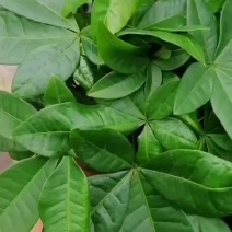 发财树