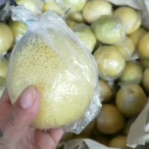 鸭梨