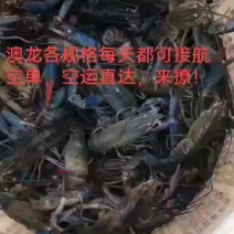 澳龙。麻辣小龙虾，大闸蟹