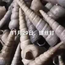 螺丝钉，赤贝