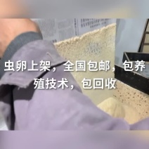 黄粉虫虫卵现发，7天一周期，需要提前预定，保障品质