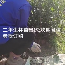 高产嫁接油茶苗批发