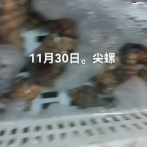 海螺。尖螺，香螺