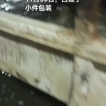 白蚬子，黄蚬子