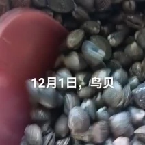 鸟贝