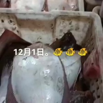 鱼