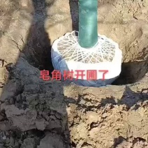 18公分皂角树