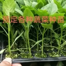 辣椒苗，尖椒苗，线椒苗，螺丝椒苗，羊角椒苗泡椒苗，