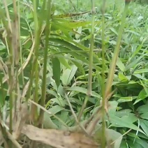 出售一年楠竹苗自家基地种植一手货源规格齐全可视频看货