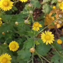 野菊花清肝明目