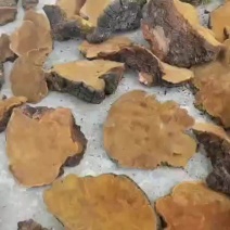 野生桑黄需要的联系